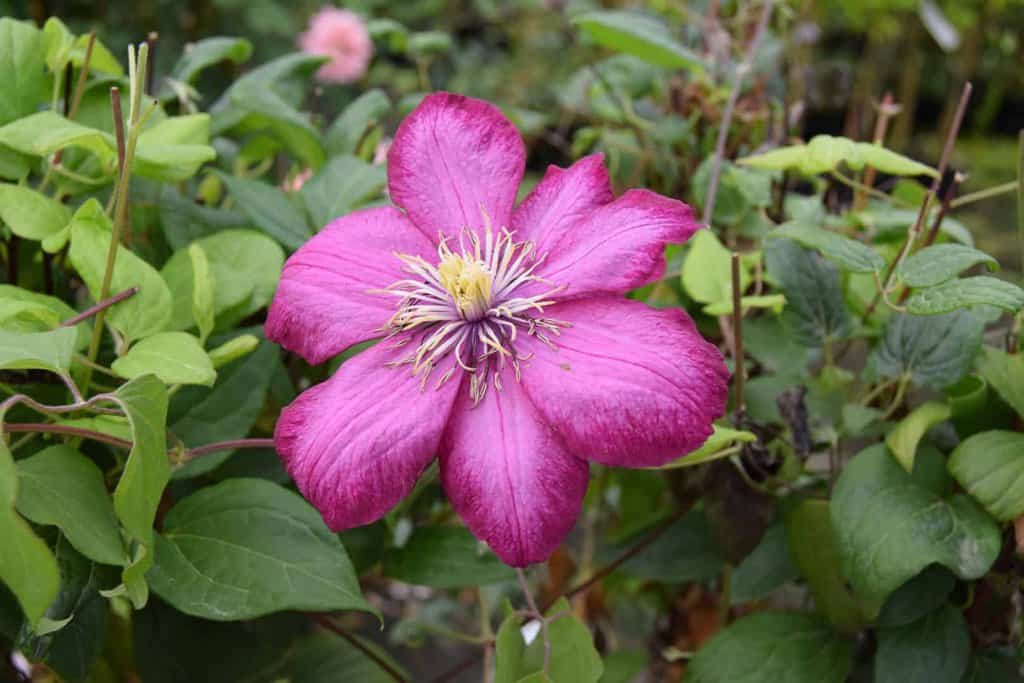 Clematis 'Ville de Lyon' 150-175 cm